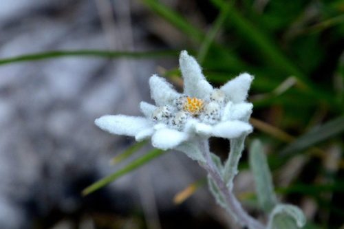 2025-07-12 Dolomiti 00037