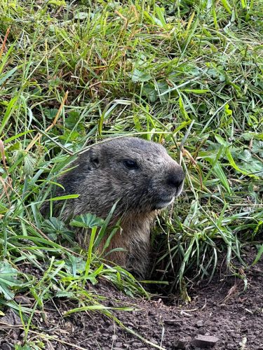 2025-07-12 Dolomiti 00040