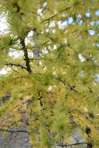 2025-10-18 MO Zelenica 00003