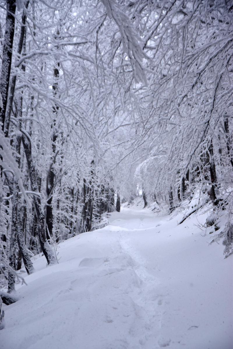 2025 02 15 MO Javornik 01