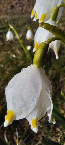 2026-02-MO Sivka Mrzli vrh 00003