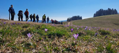 2026-02-MO Sivka Mrzli vrh 00010