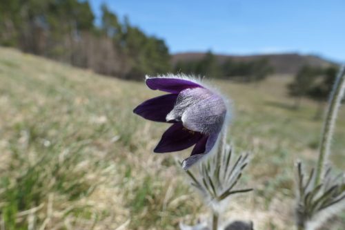2026-04-06 skupni pohod Podkraj 00006