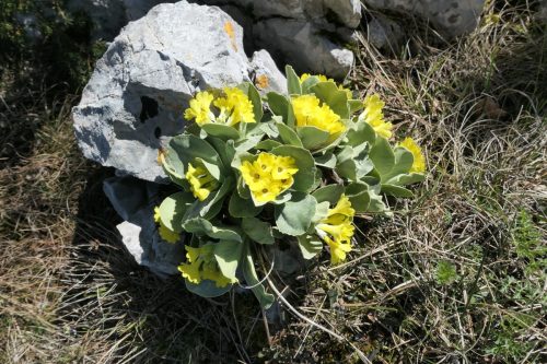 2026-04-06 skupni pohod Podkraj 00008