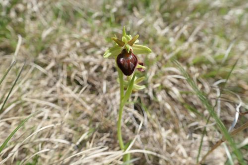 2026-04-06 skupni pohod Podkraj 00009