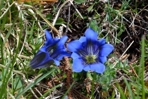 2026-05-09 Velika planina 00006