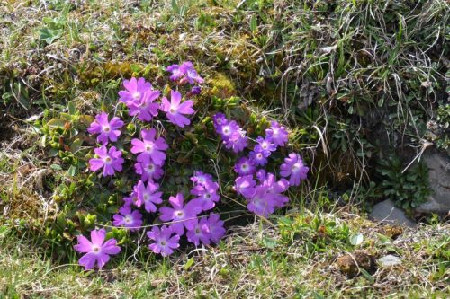 2026-05-09 Velika planina 00008