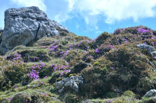 2026-05-09 Velika planina 00015
