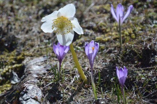 2026-05-09 Velika planina 00021